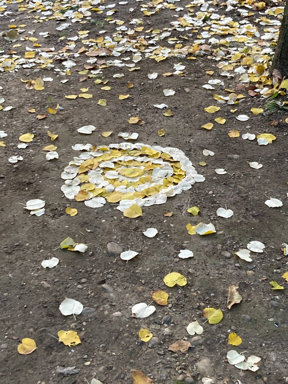 whatsapp image 2025 11 11 at 18.34.03