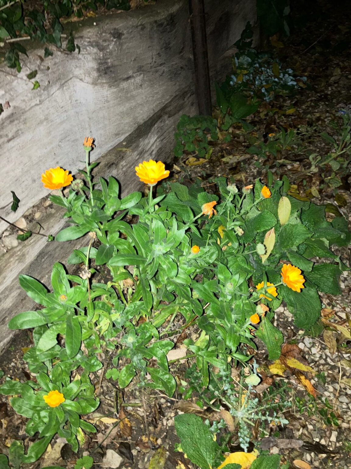 whatsapp image 2025 11 11 at 19.05.14