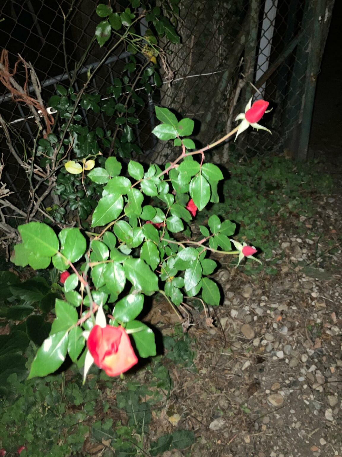 whatsapp image 2025 11 11 at 19.12.26