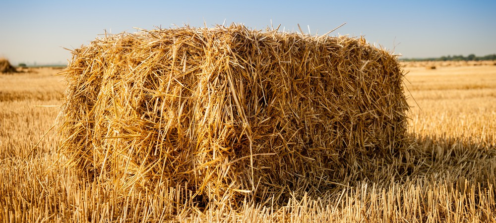botte-paille-champs-1